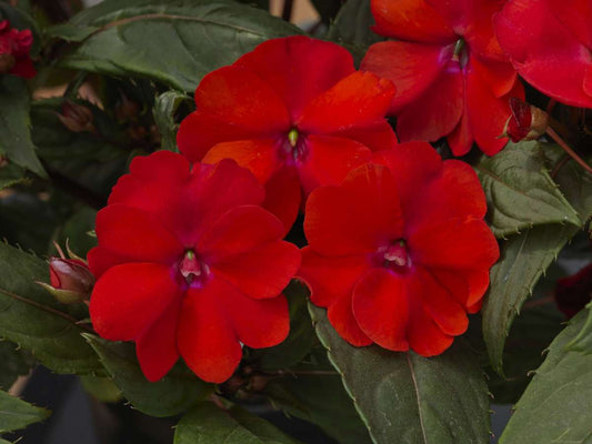 Sunpatiens Talll Red