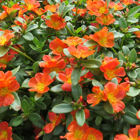 Portulaca Tangerine