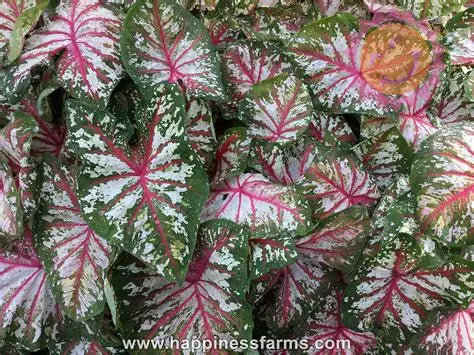 Caladium Tapestry