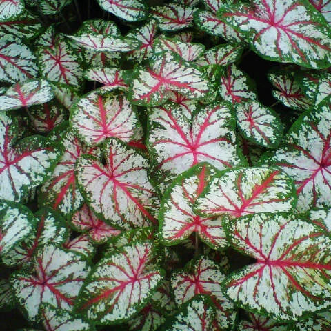 Caladium Tapestry