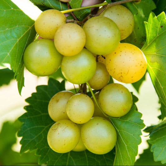 Tara Bronze Muscadine