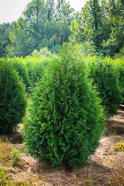 Arborvitae Techny