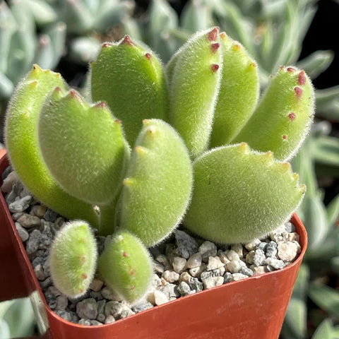 Teddy Bear Paw's Print