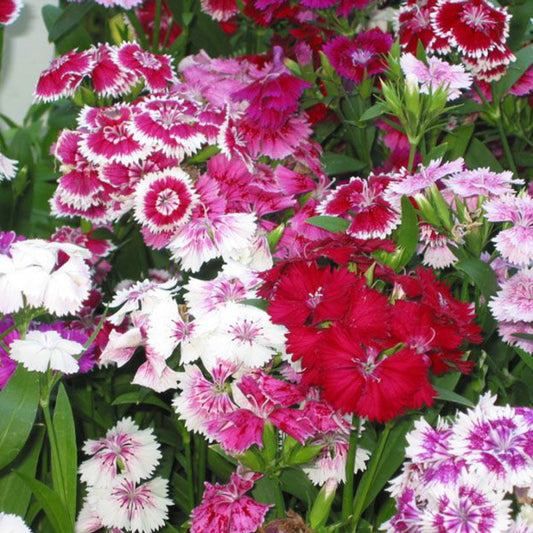 Dianthus Telestar Mix
