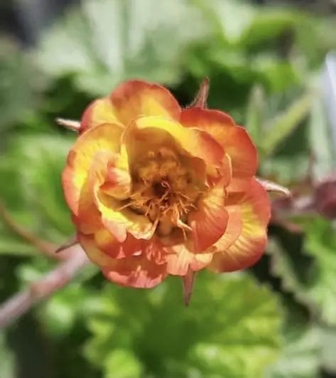 Geum Tequila Sunrise