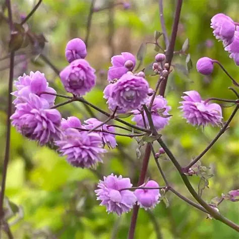 Thalictrum Hewitt's Double