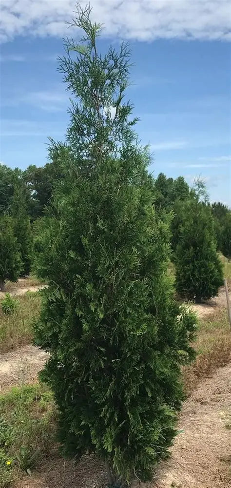 Splendor Arborvitae – Verona Caney Gardens