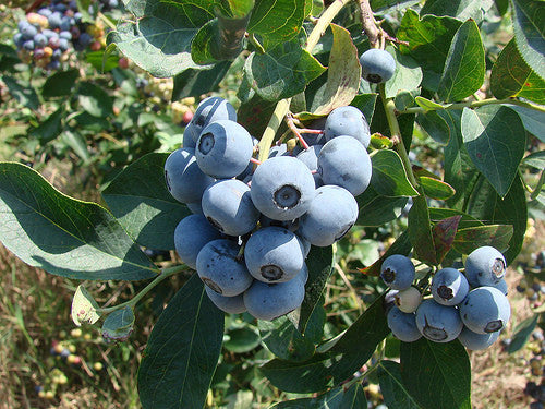 Tiftblue Blueberry