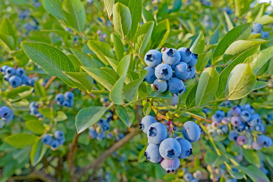 Tophat Blueberry