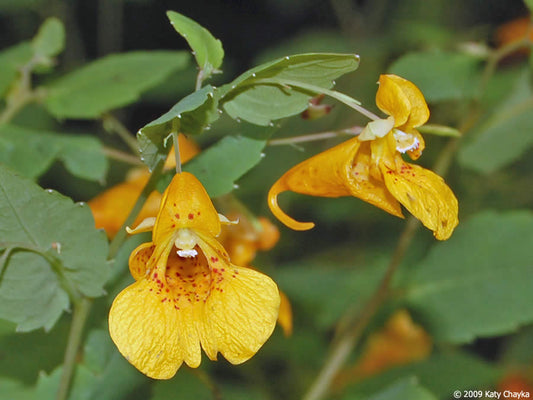 Impatiens Touch Me Not