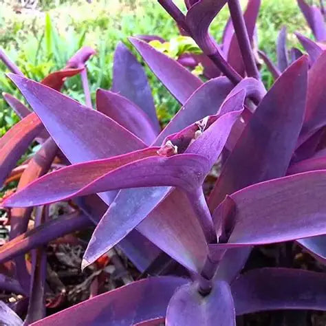 Tradescantia Purple Heart