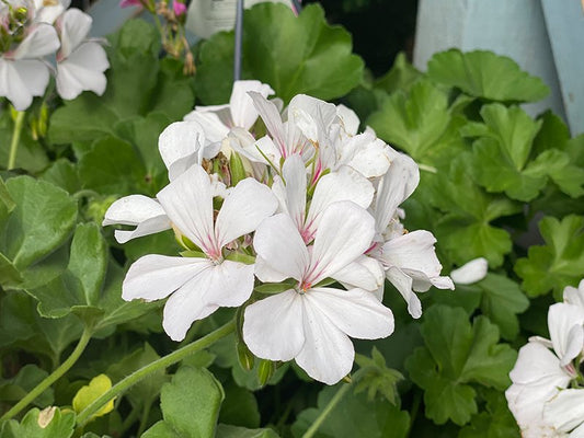 Geranium Trailing White