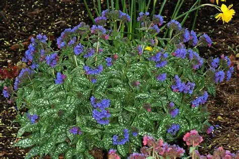 Pulmoneria-Trevi Fountain