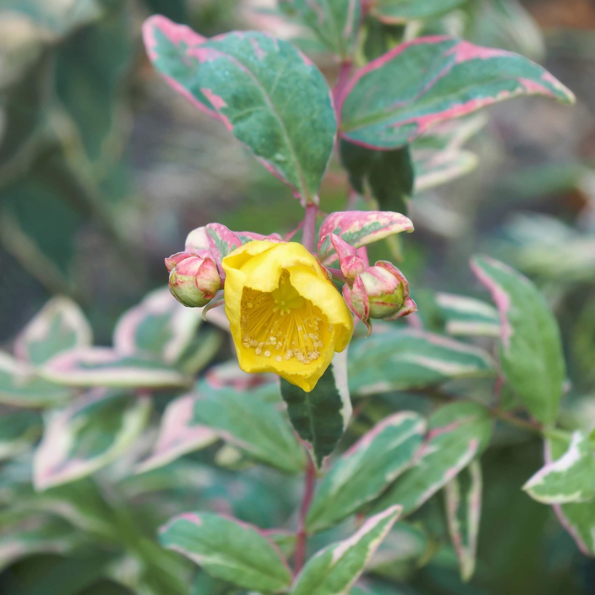 Hypercium Variegated Tricolor – Verona Caney Gardens