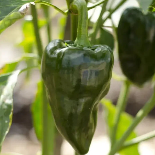 Trident Poblano Pepper