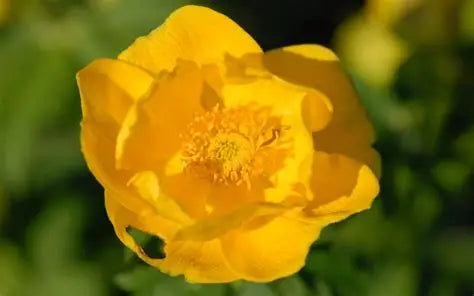 Trollius Stenopetalus