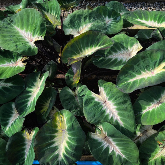 Colocasia Tropical Storm