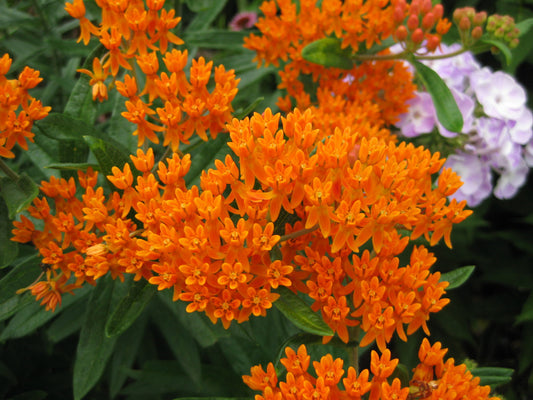 Asclepias-Tuberosa