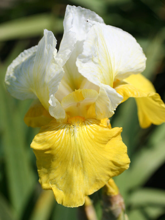Iris Tulip Festival