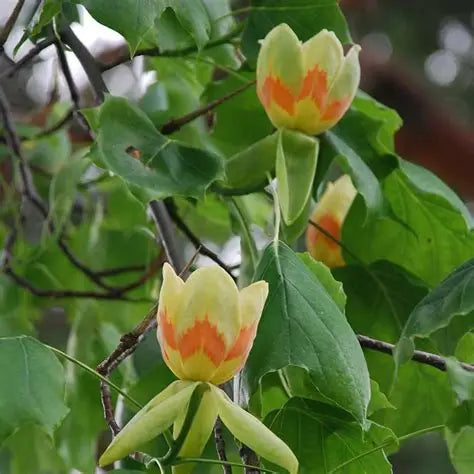 Tulip Poplar