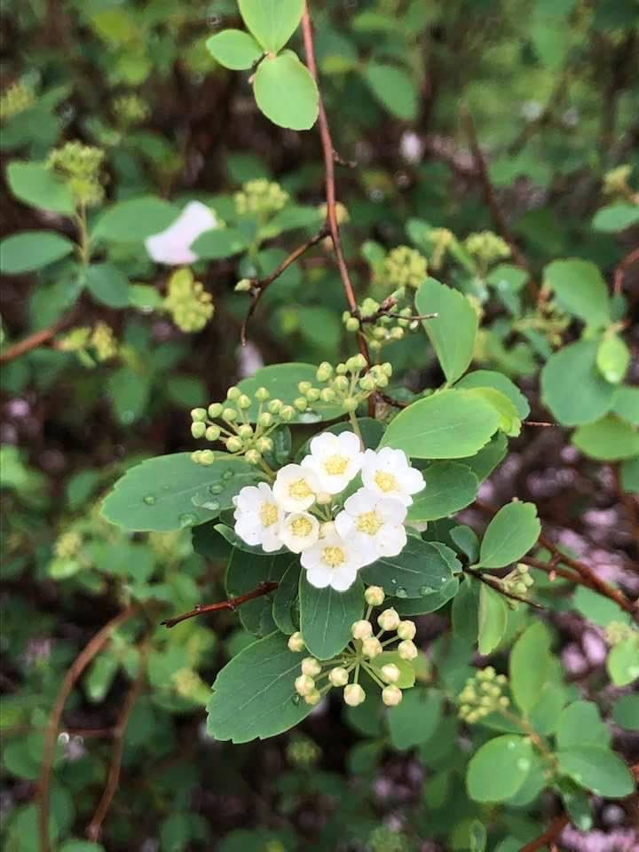 Spirea-Vanhouttei
