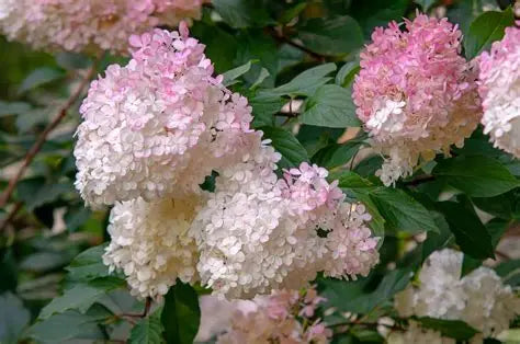 Hydrangea Vanilla Strawberry
