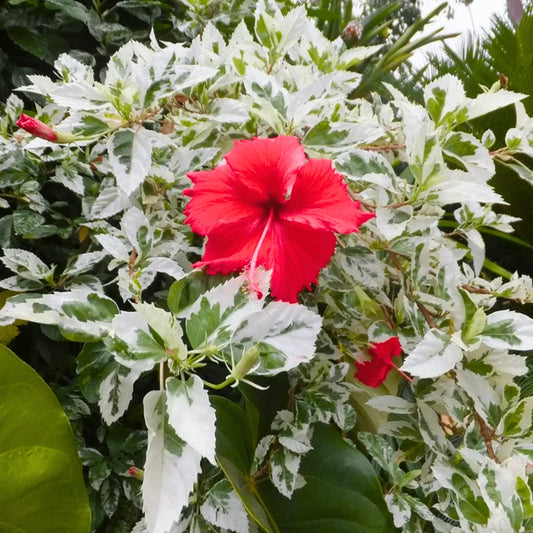 Tropical Variegated Hibiscus