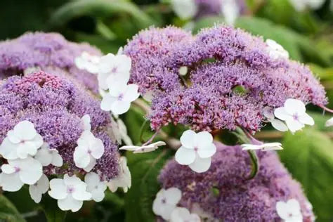 Hydrangea Game Velvet Crown