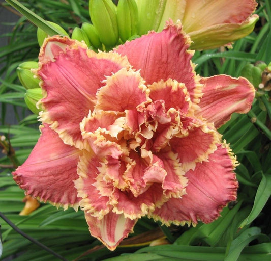 Daylily Venetian Fringe