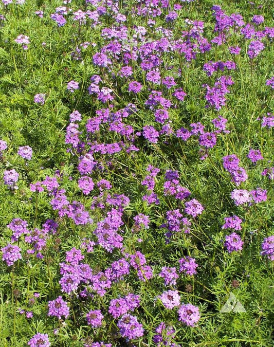 Verbena Creeping Moss