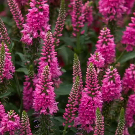 Veronica Pink Candles