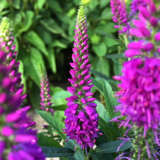 Veronica Purple Gum Candles