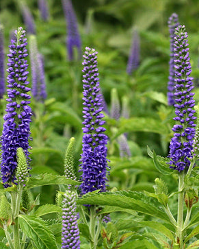 Veronica Sunny Border