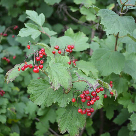 Viburnum Cranberry
