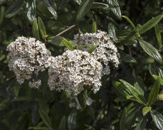 Viburnum Pragense