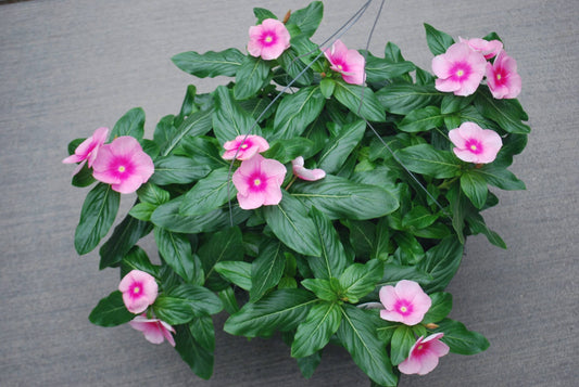 Vinca Hanging Basket