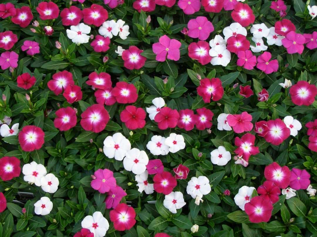 Vinca Pacifica Mix