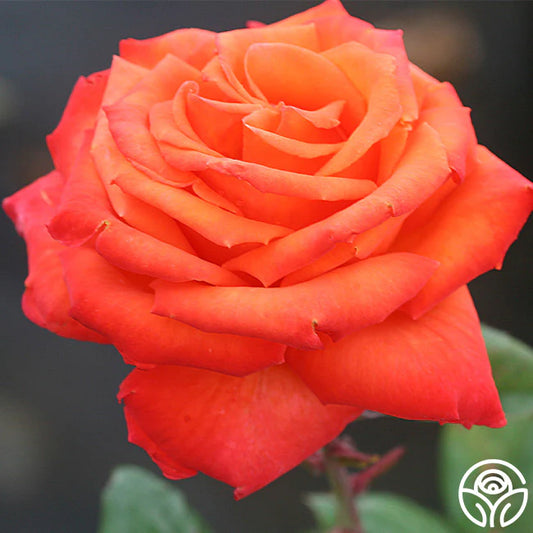 Hybrid Tea Voodoo