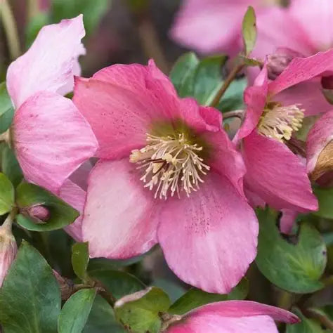 Helleborus-Walberton