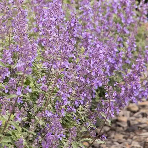 Nepeta Walker's Low