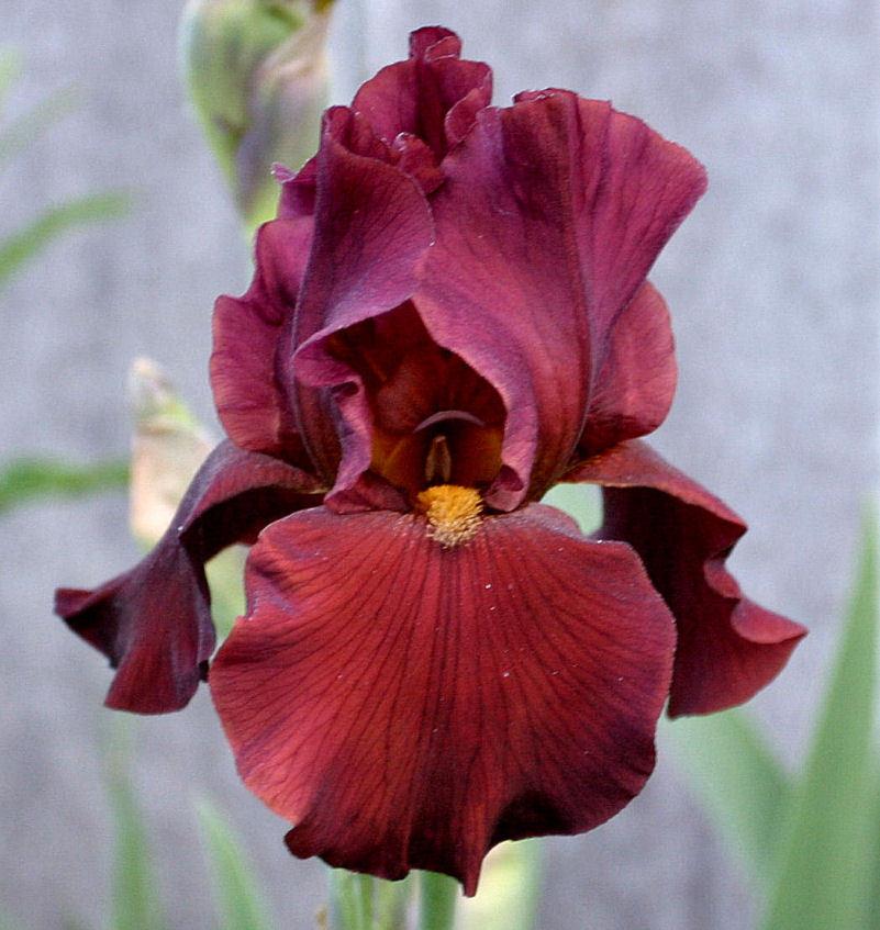 Iris War Chief