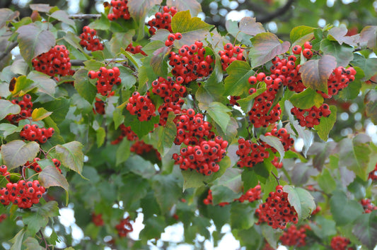 Washington Hawthorn