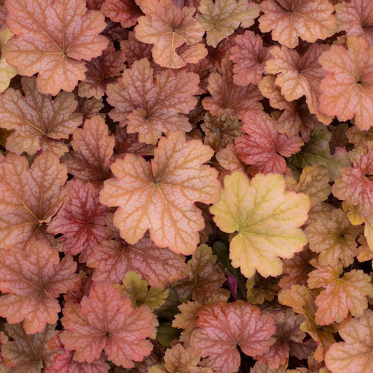 Heuchera-Watermelon