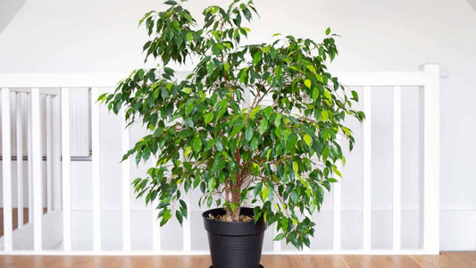 Chinese Weeping Fig Ficus