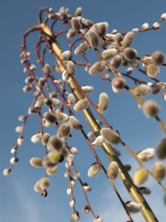 Weeping Pussy Willow