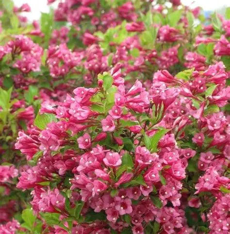 Weigela Flamingo Pink