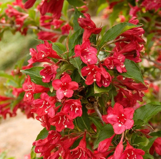 Weigela Red Tree