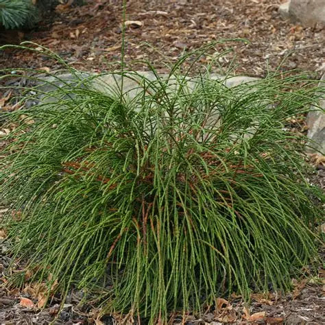 Whipcord Thuja