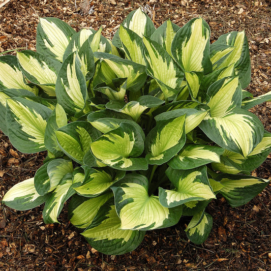Hosta Whirlwind