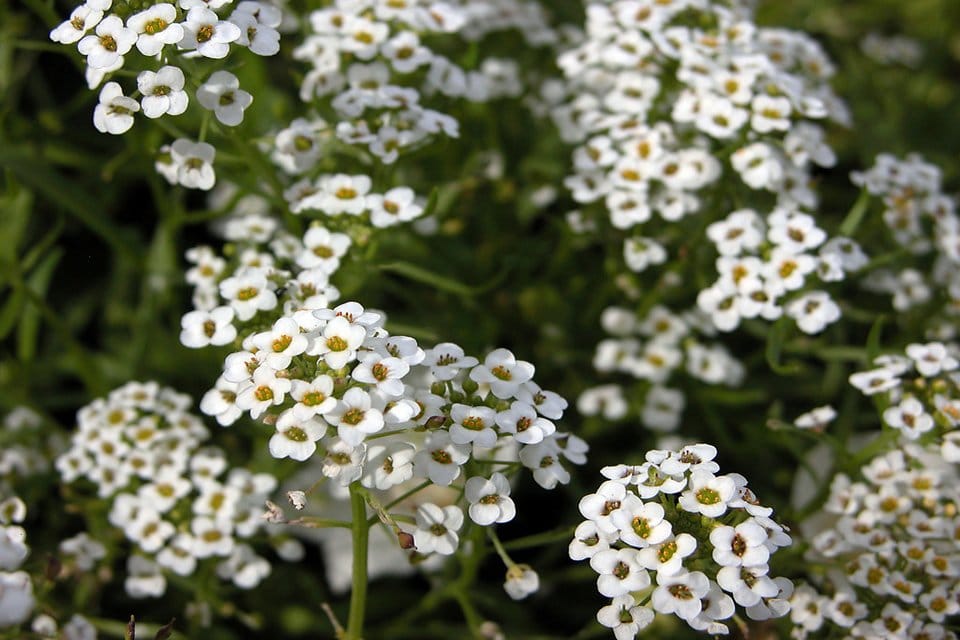 Alyssum Aphrodite White